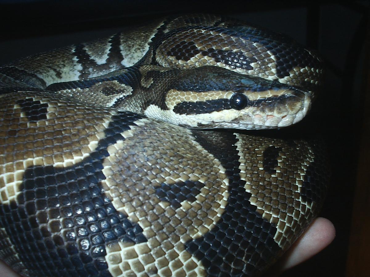 Adult Male Ball Python